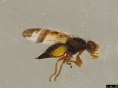 Sphenella ruficeps