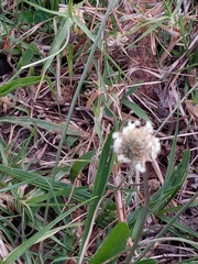 Cyperus sesquiflorus