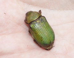 Chrysina lecontei