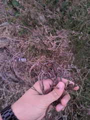 Verbena brasiliensis
