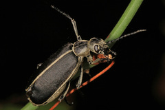 Epicauta cinerea-group