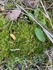 Campylophyllopsis hispidula