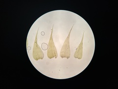 Campylophyllopsis hispidula