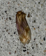 Chamaeclea basiochrea