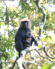 Semnopithecus johnii