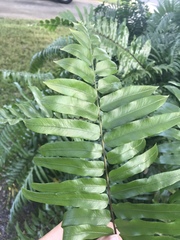 Nephrolepis biserrata