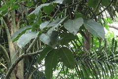 Pseudobombax grandiflorum