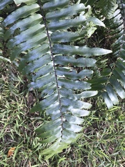 Nephrolepis biserrata