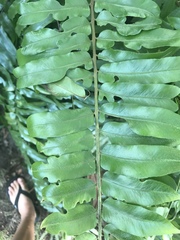 Nephrolepis biserrata