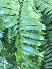 Nephrolepis biserrata