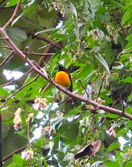 Aethopyga nipalensis