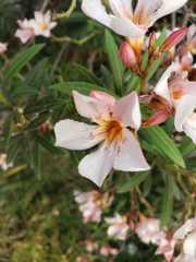 Nerium oleander