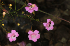 Agalinis decemloba