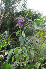 Pleroma heteromallum