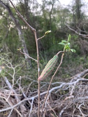 Jacaratia corumbensis
