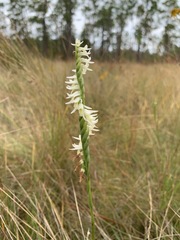 Spiranthes longilabris