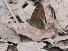 Cogia caicus