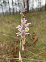 Nabalus autumnalis
