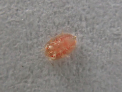 Discocoris drakei