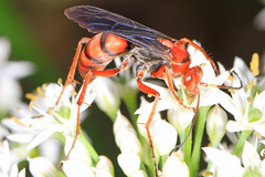 Tachypompilus ferrugineus