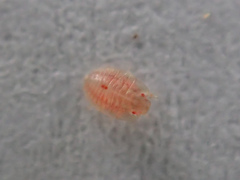 Discocoris drakei