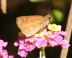 Poanes viator