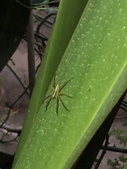 Neoctenus