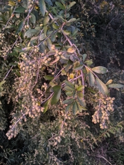 Ligustrum quihoui