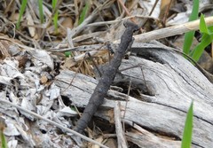 Geomantis larvoides