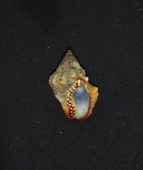 Gemophos sanguinolentus