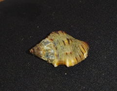 Gemophos sanguinolentus