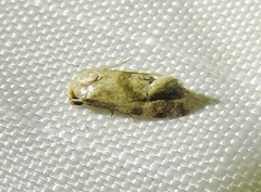 Cochylis caulocatax
