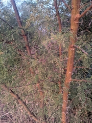 Vachellia farnesiana