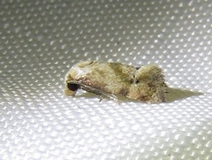 Cochylis caulocatax