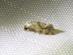 Cochylis caulocatax