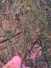 Vachellia farnesiana
