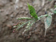 Urochloa reptans