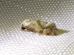 Cochylis caulocatax