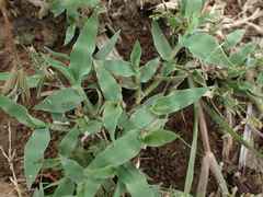 Urochloa reptans