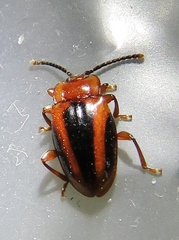 Aphorista vittata