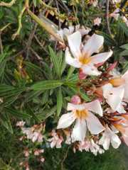 Nerium oleander