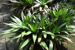 Alcantarea vinicolor