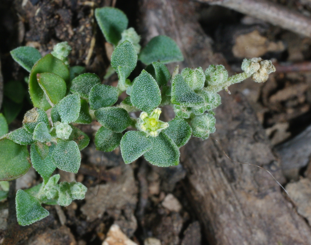 Small-leaf Goosefoot from Long Forest, Long Forest Rd VIC 3340 ...