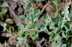 Chenopodium desertorum microphyllum