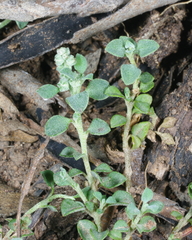 Chenopodium desertorum microphyllum
