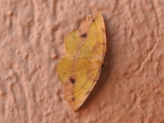 Antepione thisoaria