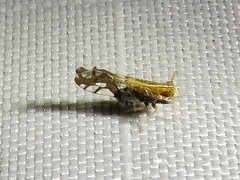 Liburniella ornata