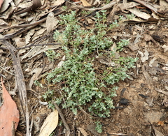 Chenopodium desertorum microphyllum