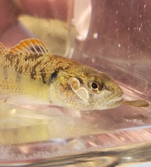 Etheostoma smithi