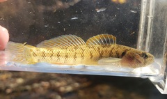 Etheostoma smithi